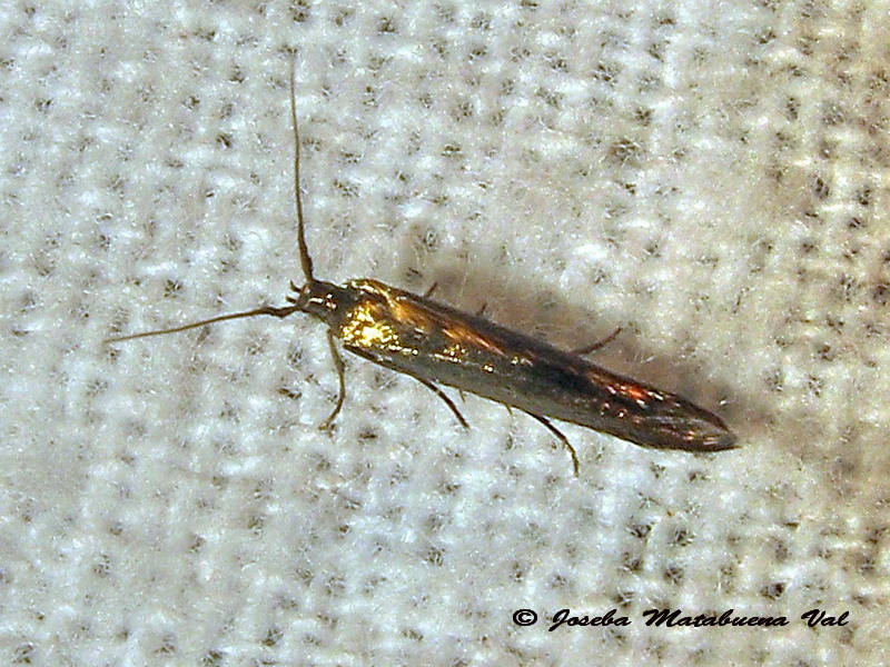 Coleophora deuratella o trifolii?